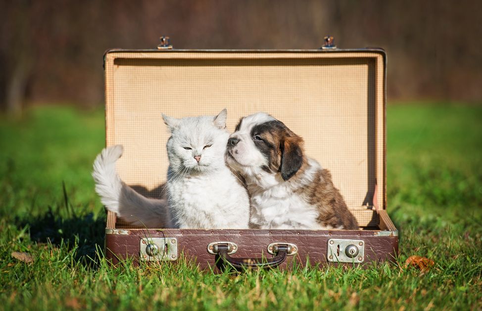 viaggiare con cane e gatto